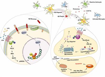 Lysophospholipids and Their G-Coupled Protein Signaling in Alzheimer’s Disease: From Physiological Performance to Pathological Impairment